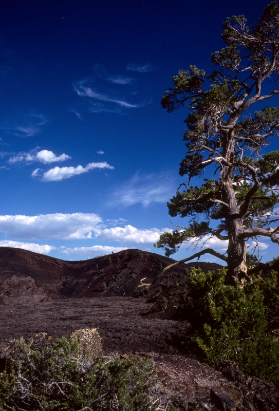 North Crater Cinder and a lone Limber Pine North Crater Cinder and a lone Limber Pine