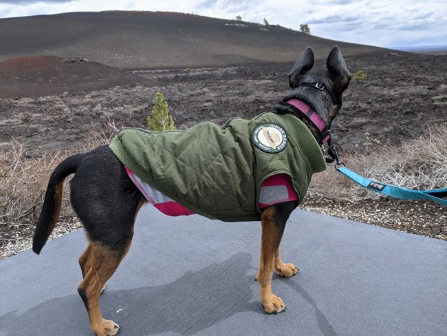 A dog in a green jacket stands on a sidewalk overlooking the Craters landscape