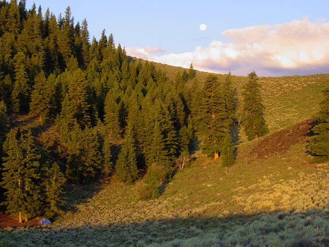 a green hillside covered with grass, shrubs, and pine trees at sunset, a small blue tent is set up under one tree