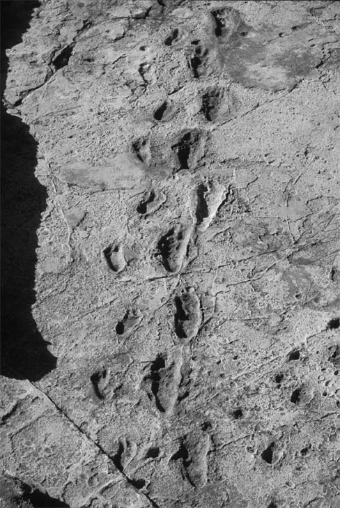 Figure 2: Two pairs of 3.6-million-year-old hominoid footprints.