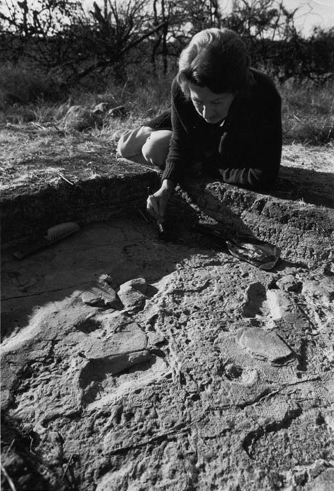 Figure 3: Mary Leakey working on part of the Laetoli hominoid footprint trail.