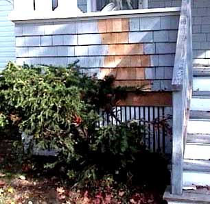 site plantings too close to house