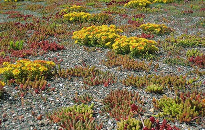 Close-up of the low scale plants in a green roof.