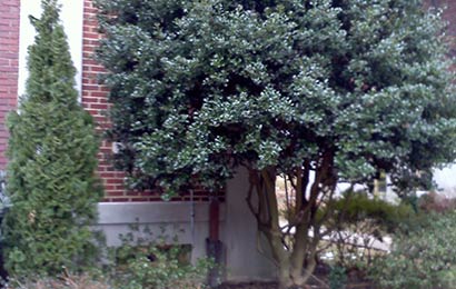 Medium-sized tree planted directly next to a red brick building.