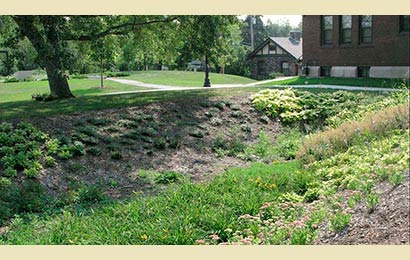 Close-up of a rain garden with a slight downward slope to collect water.