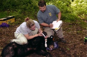 volunteers conducting bear research
