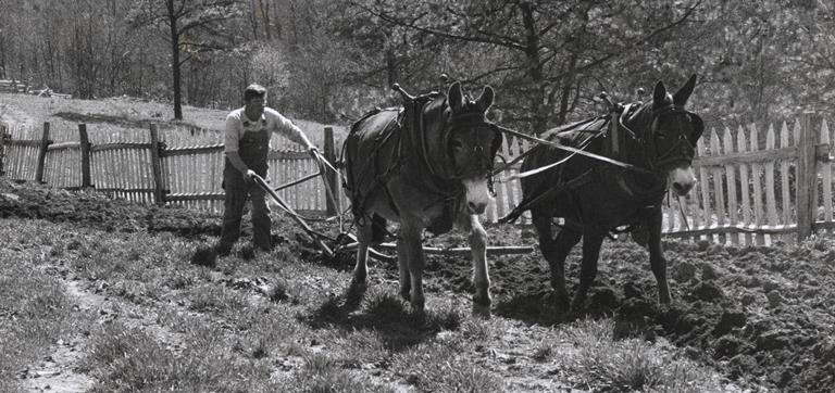 Farmer up at Hensley Settlment