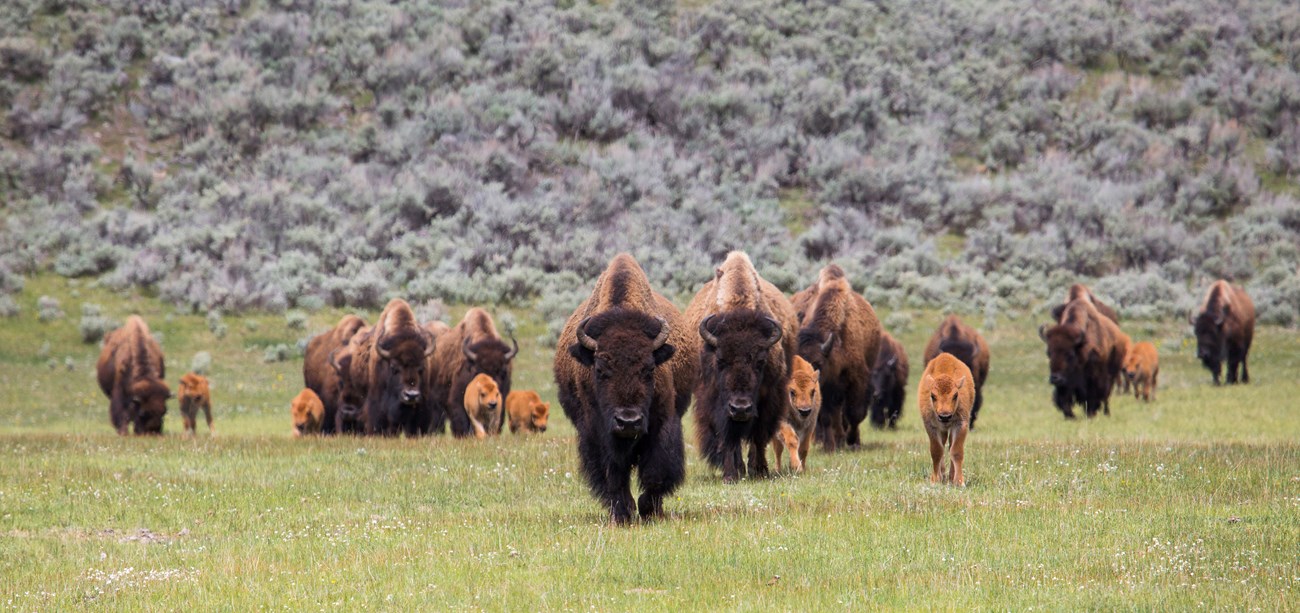 Adult and young bison moving on a grassy plain