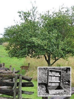 apple tree and apple storate hole