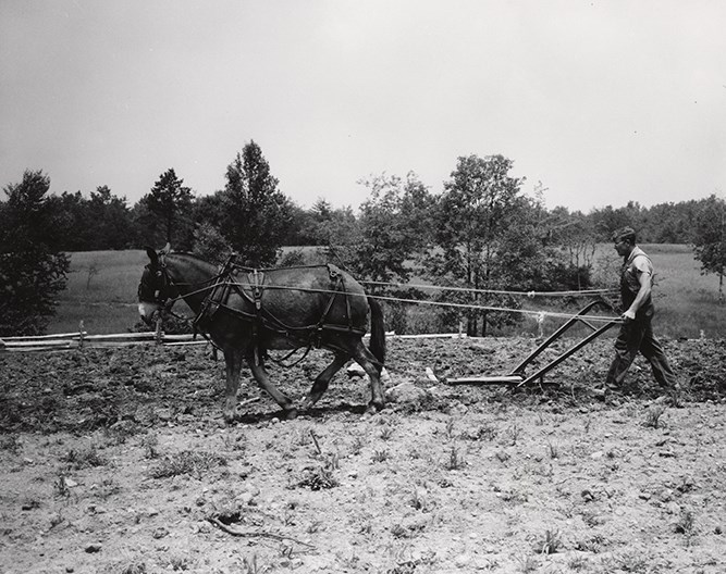 historic interpreter plowing