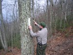 Park Ranger marks boundary near Fern Lake