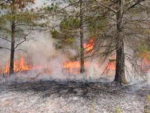 wildland fire wildland fire