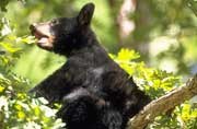 Black bear Black bear