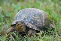Eastern Box Turtle
