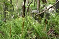 Cinnamon ferns in lush forest
