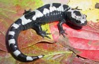 Marbled salamander Marbled salamander