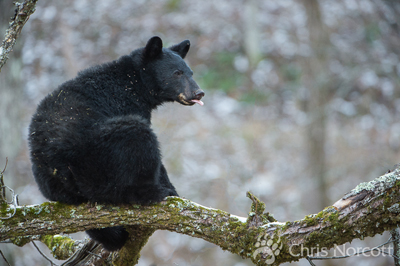 Chris Norcott's Black Bear Photo 400