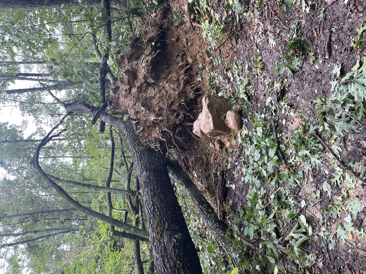 A large tree and root ball uprooted dirt and rocks, blocking a trail at Cumberland Gap. A large fallen tree with a large root ball and uprooted dirt and rocks lay across a trail through the woods.