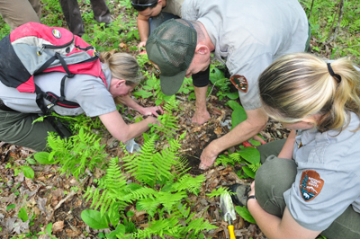 Park Rangers marking ginseng plants
