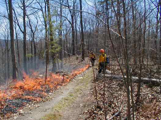 wildland firefighters attend prescribed burn
