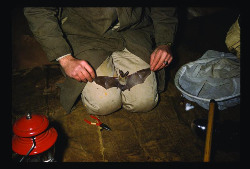 Batty_about_Bats Researcher holding a bat