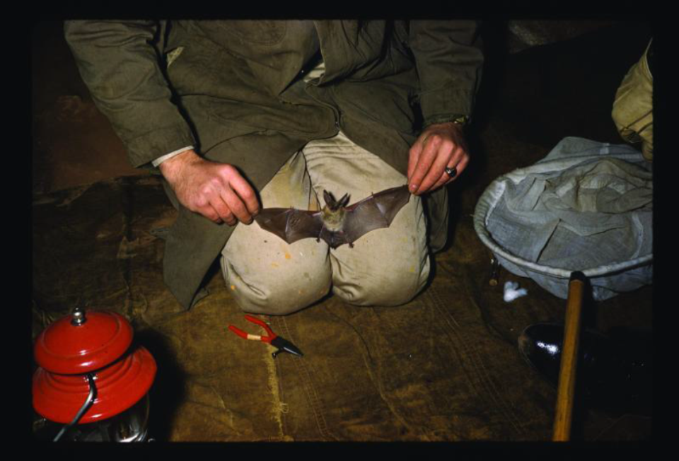 Researcher holding a bat