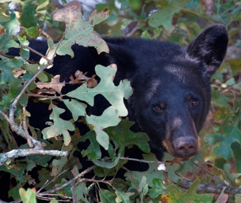 black bear in tree