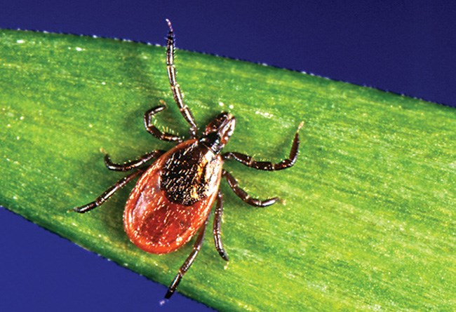 Black-legged Tick