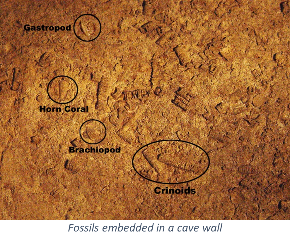 Cave wall with fossils on it. Four fossils are circled with writing underneath it. Starting from the top it reads Gastropod, Horn Coral, Brachiopod, and Crinoids.