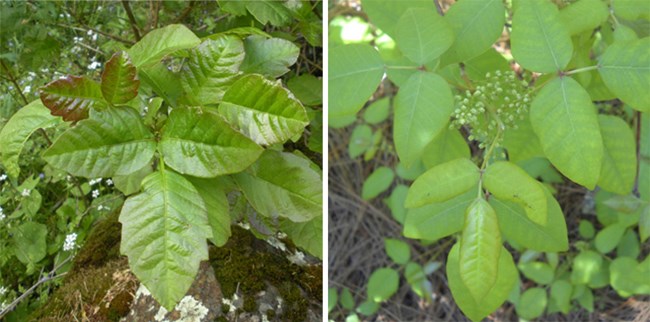 Poision Oak - Ivy