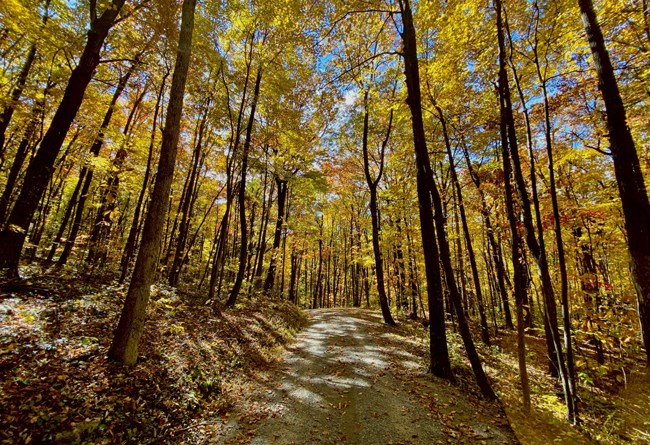 Trees with golden leaves in the forest.