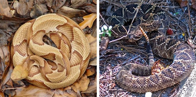 Snake-Copperhead-Rattlesnake