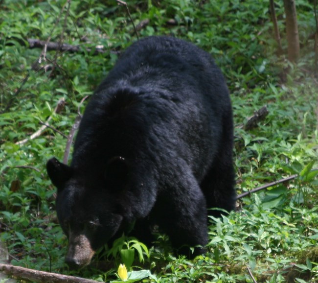 black bear