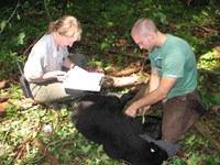 park ranger and scientist study black bear