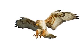 Red tailed hawk with wings spread