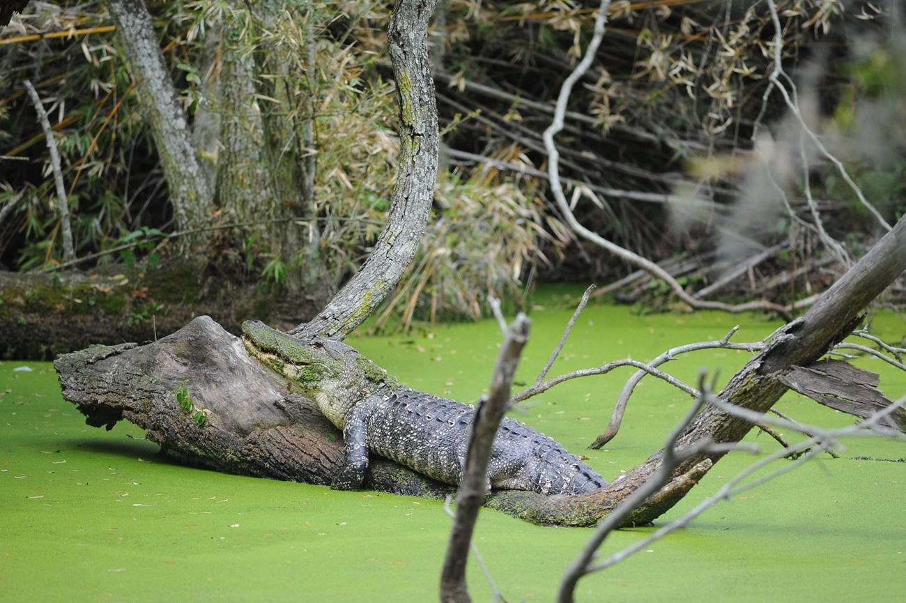Image of alligator sitting on fallen log in pond with duckweed covering the surface of the water