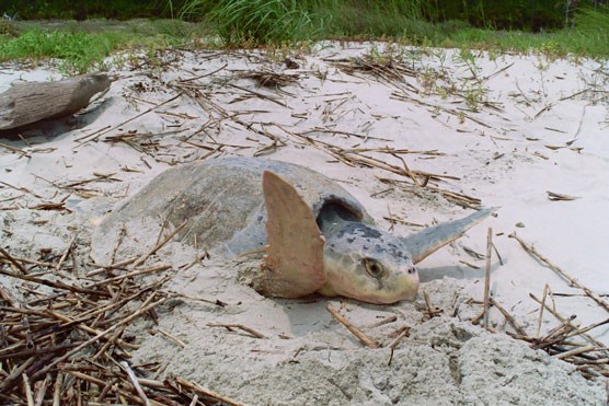 Nesting Sea Turtle