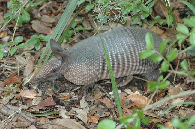 An armadillo walking through the forest