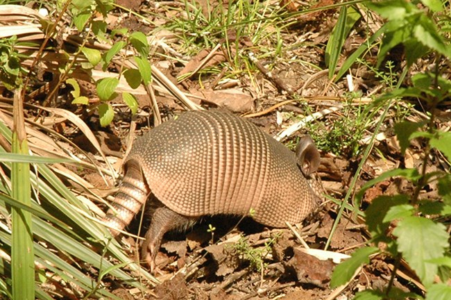 Armadillos - Cumberland Island National Seashore (U.S. National Park  Service)