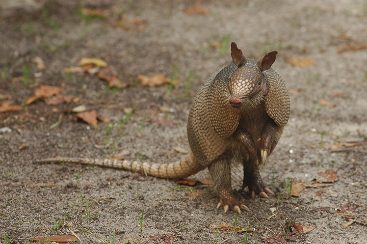 Armadillos - Cumberland Island National Seashore (U.S. National