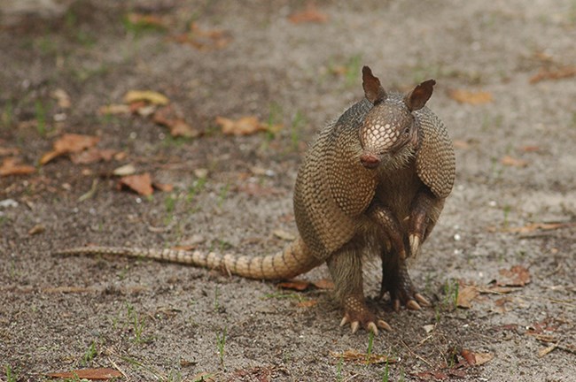 An armadillo standing on its back legs sniffing the air