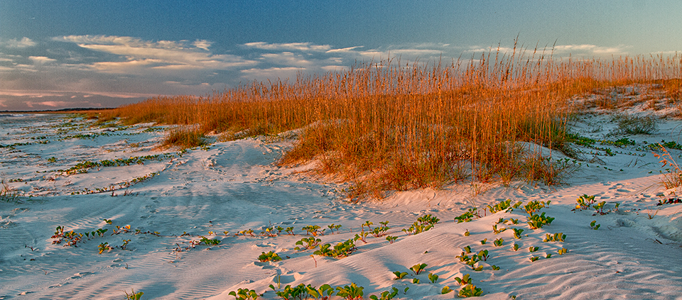 Sea oats growing in the sand dunes