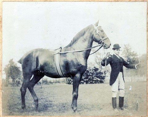 Dressed rider holds the lead shank of a large horse