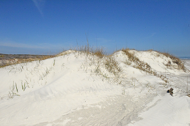 A mature sand dune covered with sea oats Mature sand dunes covered with sea oats
