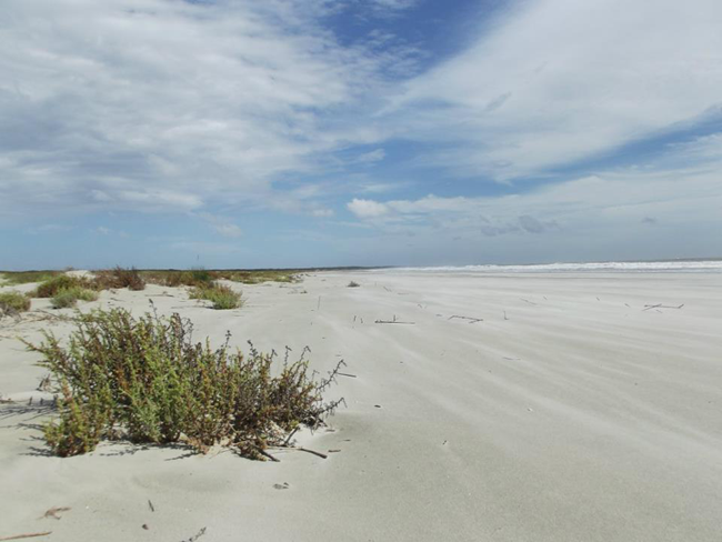 The boundary between the intertidal zone and the foredunes Looking along the empty beach near the high tide line