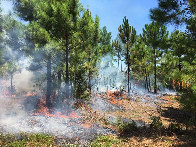 orange flames burn through bright green palmettos; white smoke rises through pines