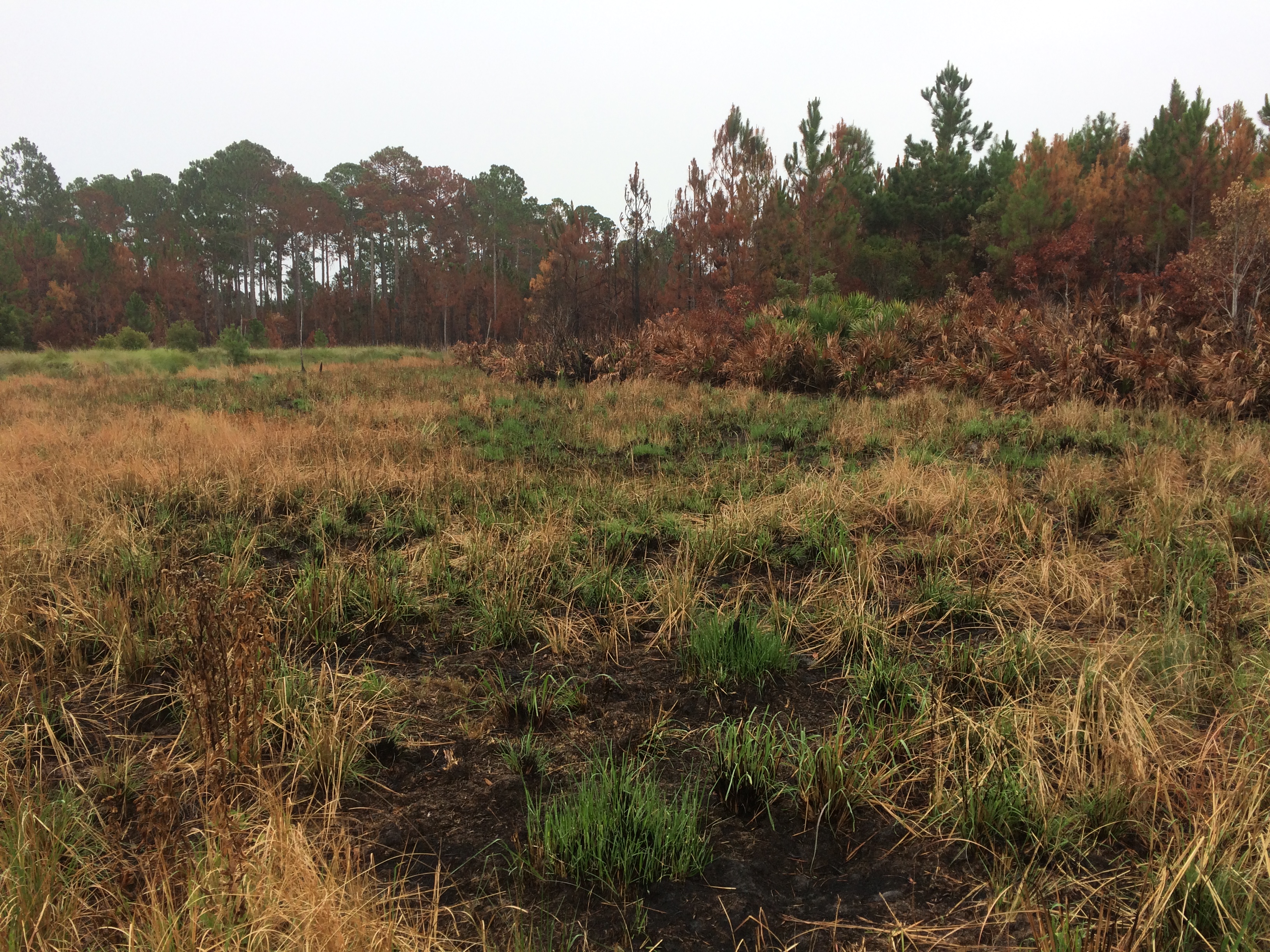 regrowth of bright green grass in browned, burnt over areas