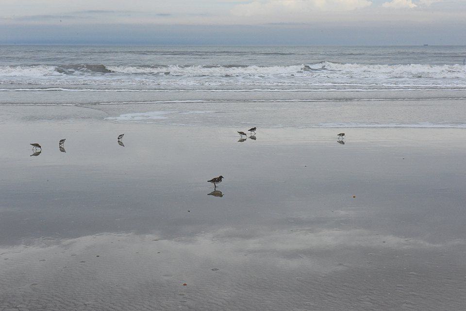 Shore birds foraging in the surf