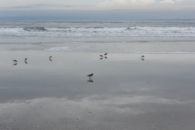 Shore birds foraging in the surf Shore birds foraging in the surf
