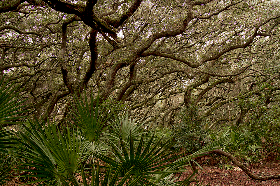 Salt Pruning Image of a maritime forest primarily made up of live oaks that have characteristic twisting, turning branches that are leaning to the right as a result of salt pruning